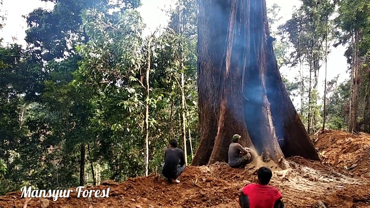 Pohon Besar Ini Robohnya Melompat Jauh Ke Bawah Jurang