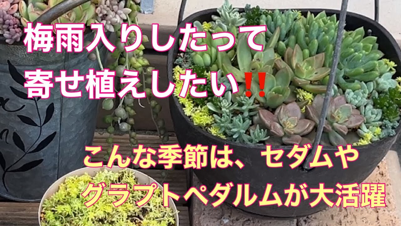 【Vlog165】梅雨入りしたって寄せ植えしたい‼️こんな季節はセダムやグラプトペダルムが大活躍😊