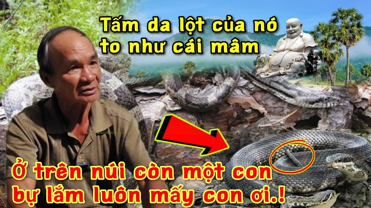 Người dân vô tình đào được bộ Da Rắn Khổng Lồ dưới nền nhà ở Núi Cấm, nghe kể mà ớn óc