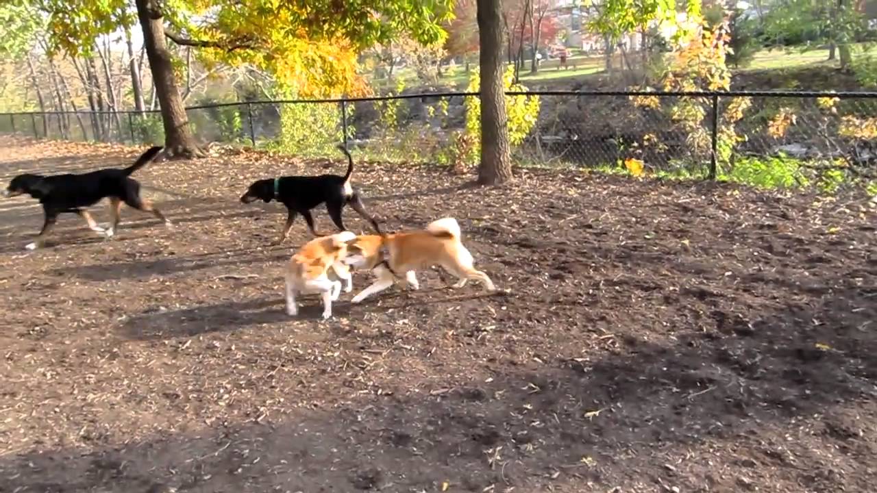 Shiba Inu - Mac meeting a fellow Rodel Shiba!