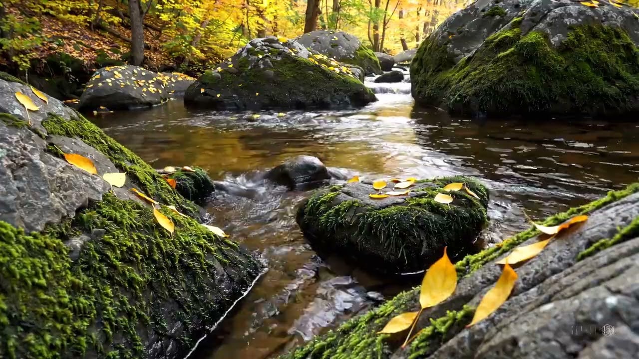 Relaxing Music for Better Sleep | Calming Piano & Water Sounds