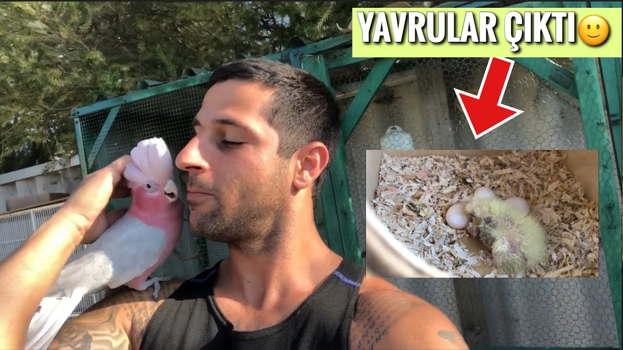PAPAĞANLARIN YAVRULARI YUMURTADAN ÇIKTI