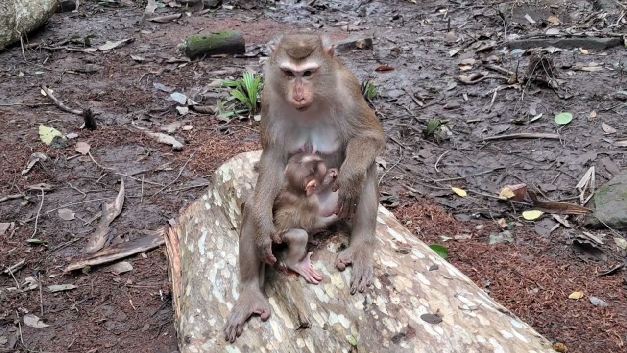 The Best Monkey Moment Asean | LUNA & LYNX | Video-Monkey Life | Top Story Animals 