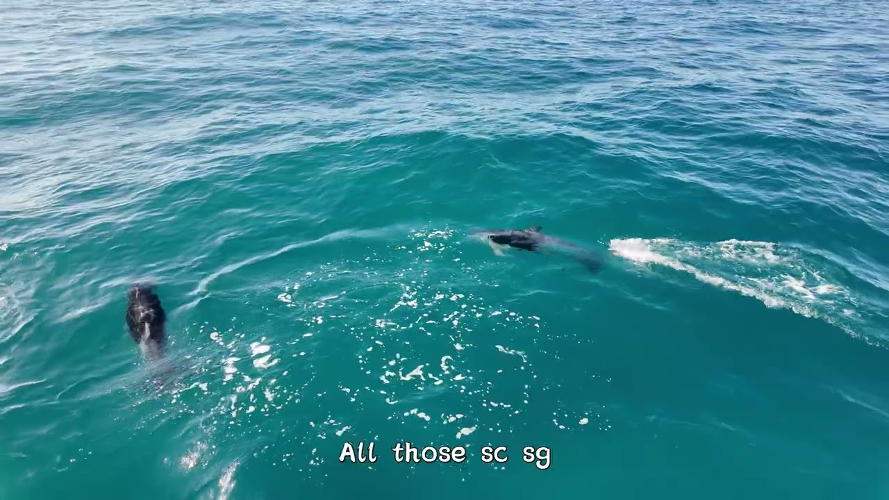 凯库拉观鲸 Whale Watch Kaikoura