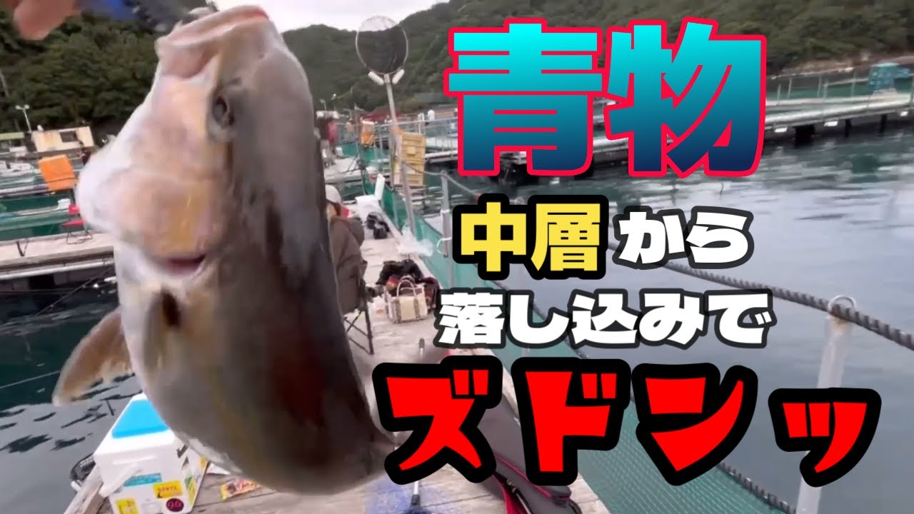 【海上釣堀】海上釣堀マルヨさんでの貸切釣行の模様です。ウキ釣りでカツオの切り身を中層から落し込み、仕掛けが馴染んだところでアタリます。ヒラマサが釣れた時の模様です。