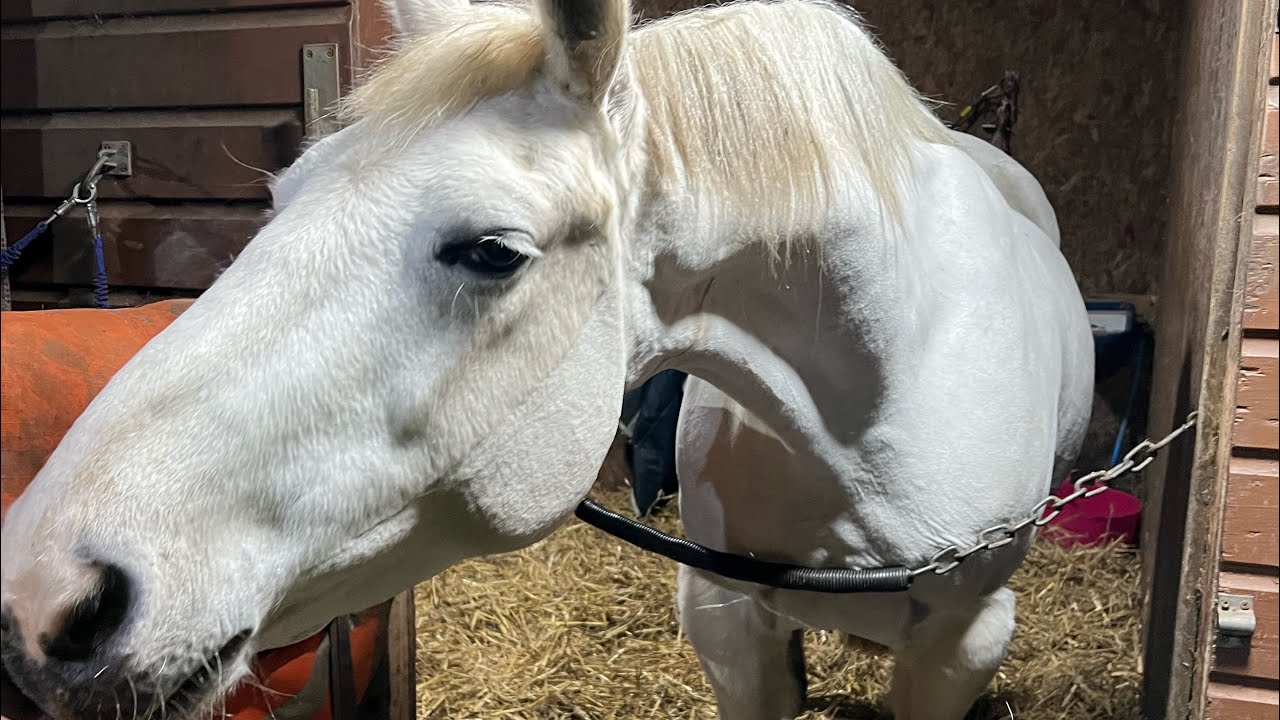 She almost rolled ! #horse 