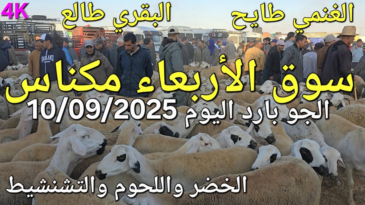 أثمنة الغنم والبقر والماعز واللحوم سوق الأربعاء مكناس اليوم 10/09/2025