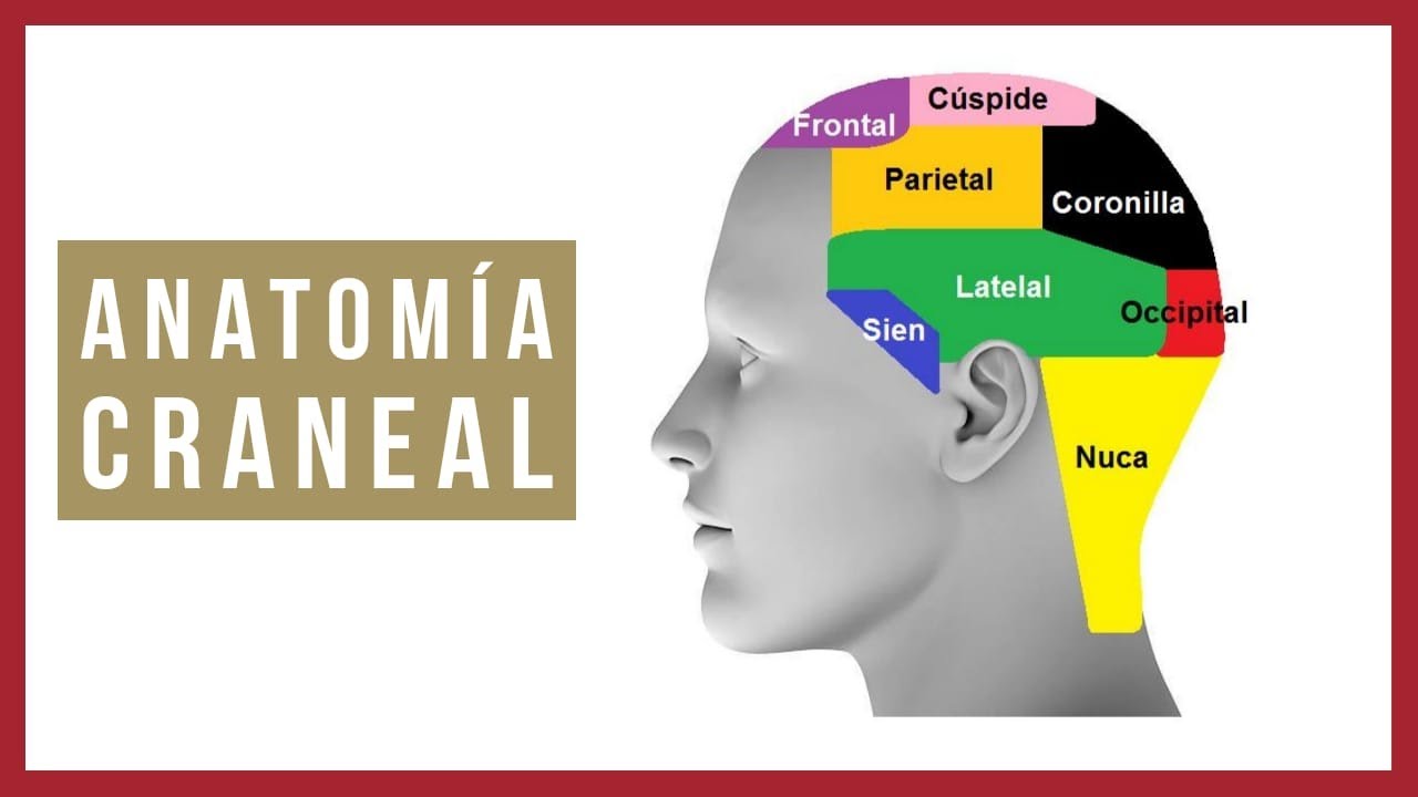 ANATOMÍA Y SIMETRÍA EN LA BARBERÍA - TUTORIAL 5