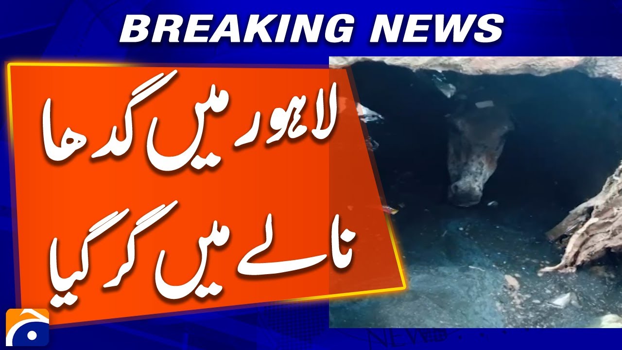 Donkey falls into drain in Lahore - Breaking News - Geo News