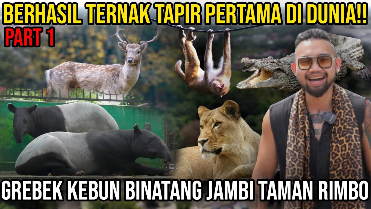 BERHASIL TERNAK TAPIR PERTAMA DI DUNIA!! GREBEK KEBUN BINATANG JAMBI TAMAN RIMBO #audreya