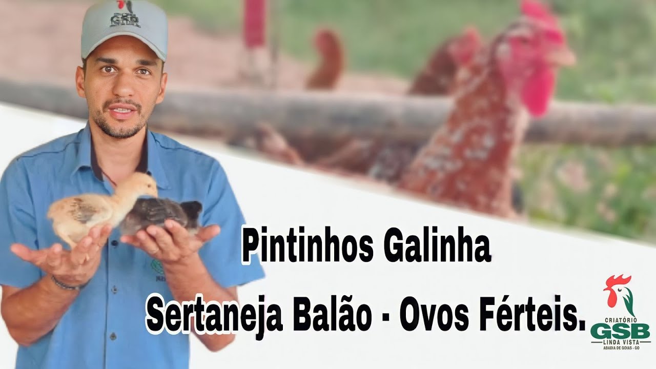 PINTINHOS GALINHA SERTANEJA BALAO  E OVOS FERTEIS