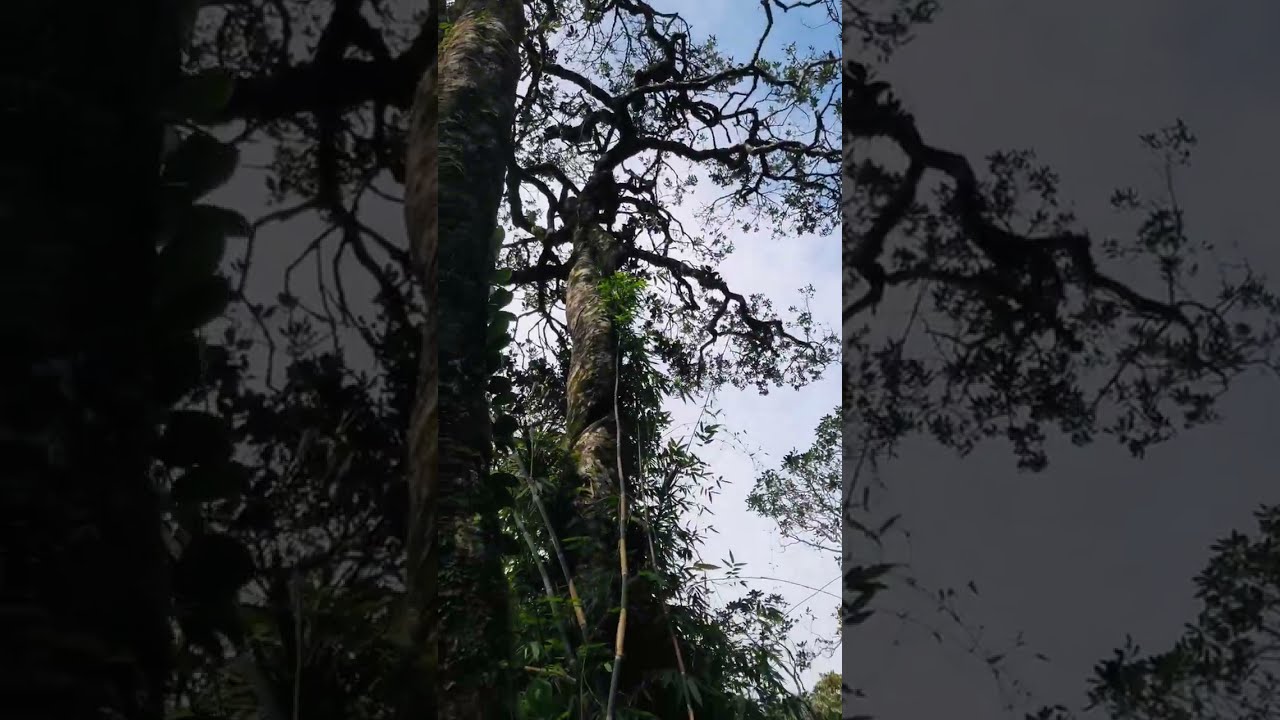 දෙහෙනකන්ද මුක්කුවත්තෙන් සිරිපා කරැණාව | Sri Padaya Via Dehenakanda Mukkuwatta Trail