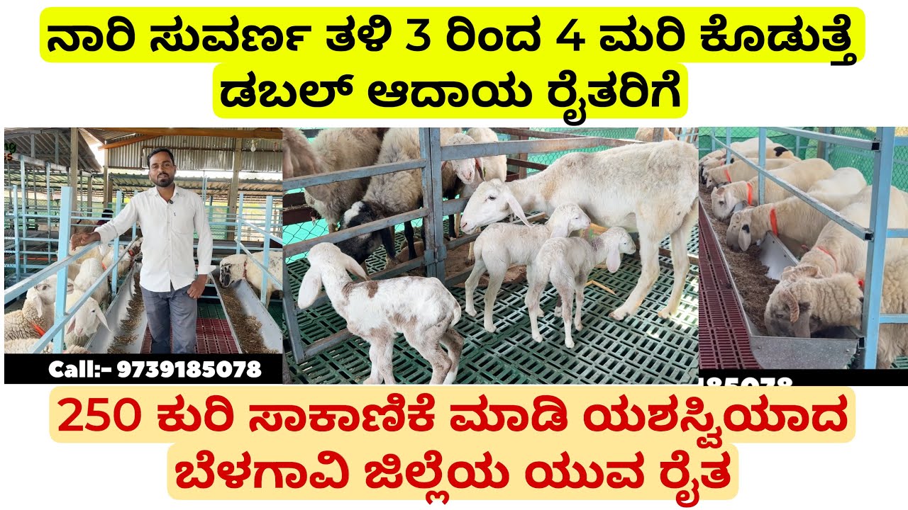 ನಾರಿ ಸುವರ್ಣ ತಳಿ 3 ರಿಂದ 4 ಮರಿ ಕೊಡುತ್ತೆ, ರೈತರು ಈ ಕುರಿ ಸಾಕಾಣಿಕೆ ಮಾಡಿ ಲಕ್ಷ ಲಕ್ಷ ಆದಾಯ |nari suvarna sheep