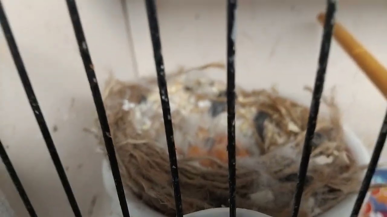 Sunday morning recap 2025 breeding