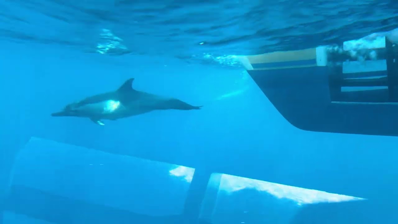 Whale and dolphin tour Dana Point 