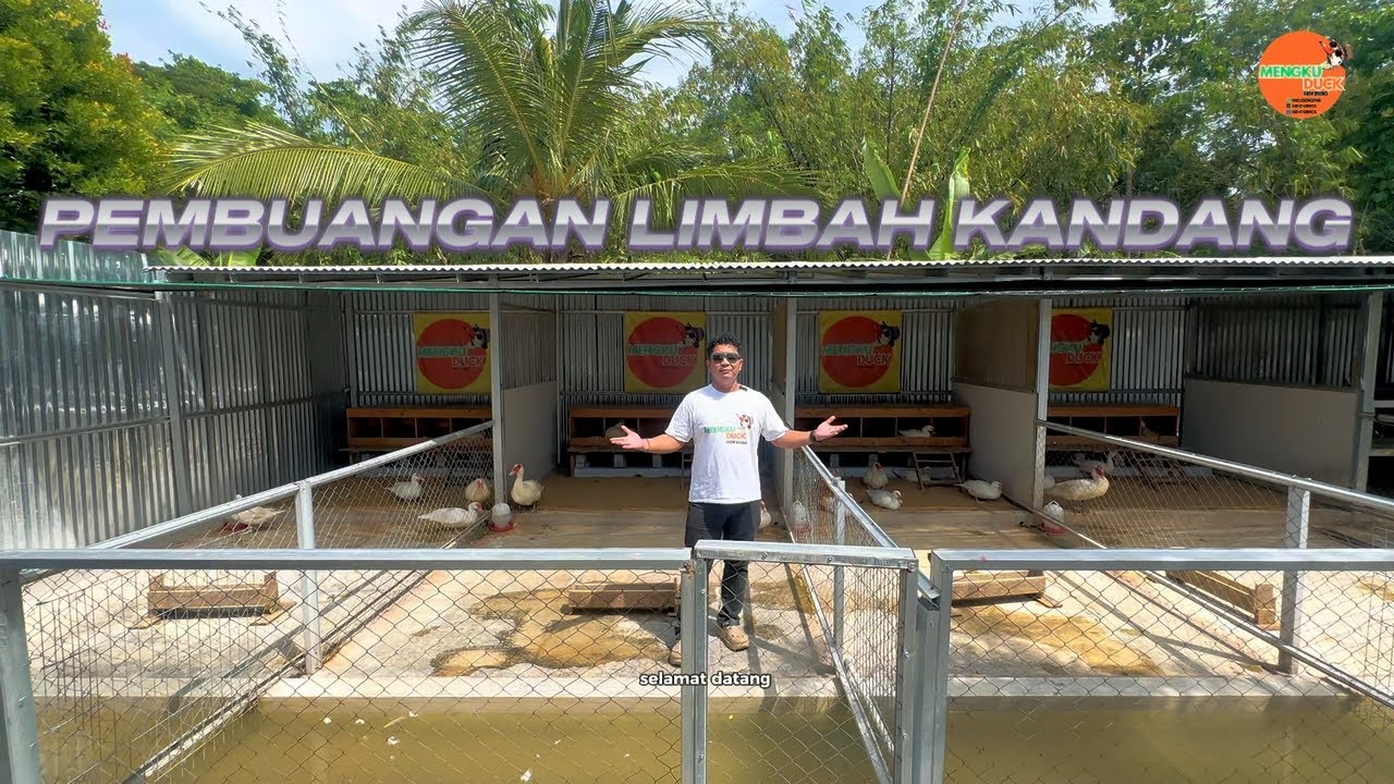 KANDANG ENTOK BERSIH || ini Solusi nya ‼️