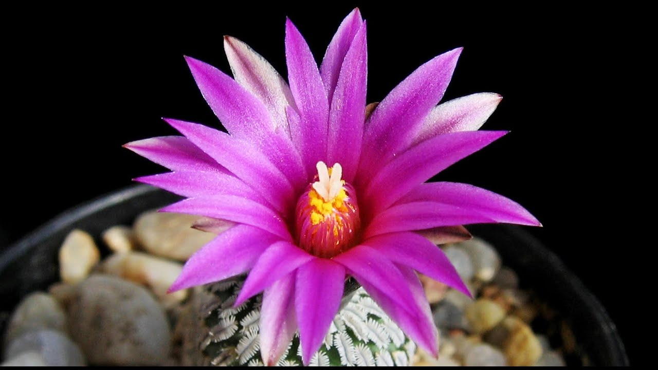 Turbinicarpus Kakteen