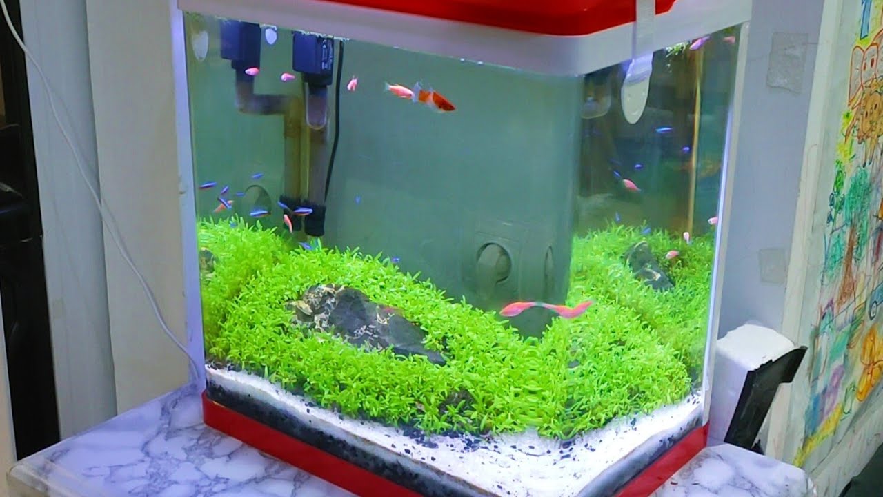 Cara Menanam Carpet Seed Aquascape