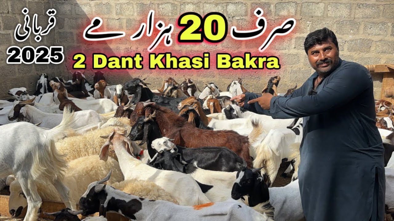 Akhtar Goat Farm Qurbani 2025 Ka Sastay Bakra Le Aya 😍 || Bakra Mandi Se Sastay Bakray ||