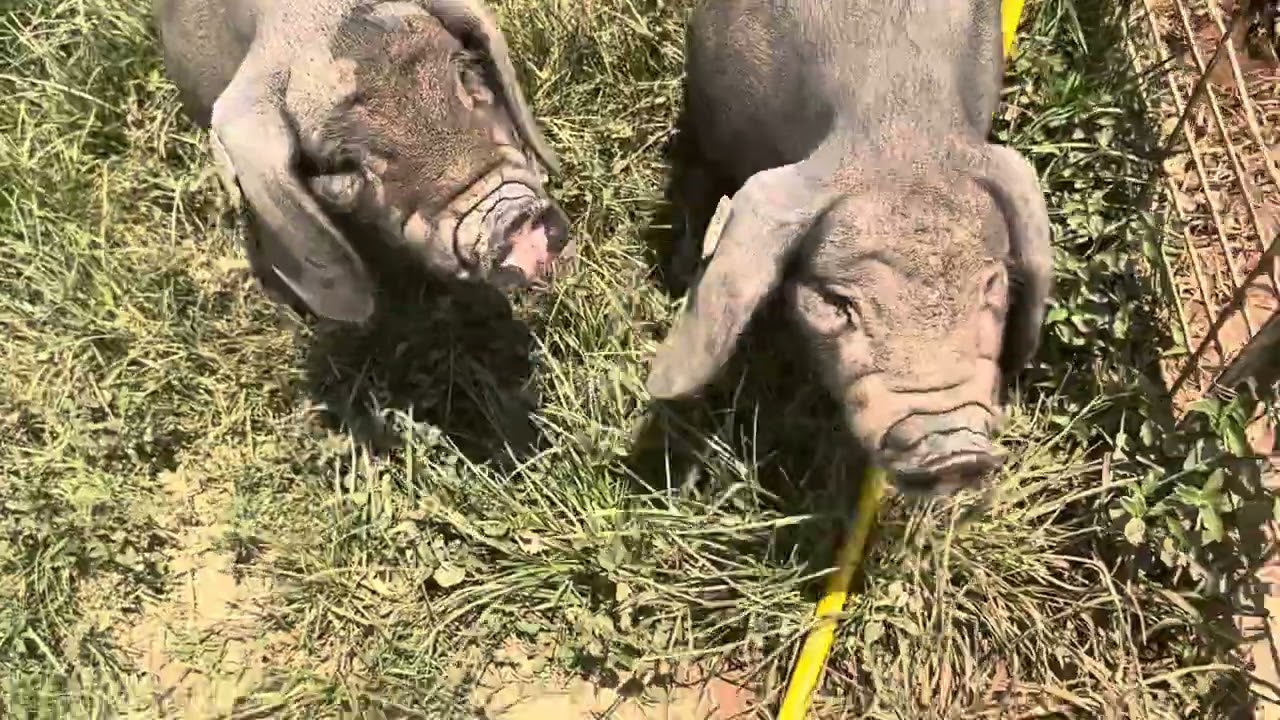 Ride Along! Meishan Pig & Piglets Water Check June 23, 2024