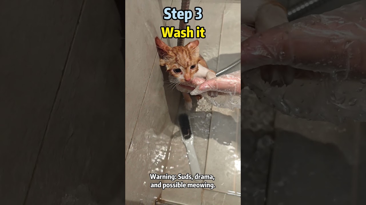 How to Adopt a Stray Cat🚀 The Ultimate Beginner&rsquo;s Guide  #stray #cat #adoptstrays