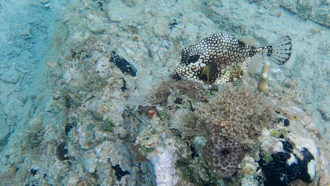 Snorkeling Hansen Bay, USVI