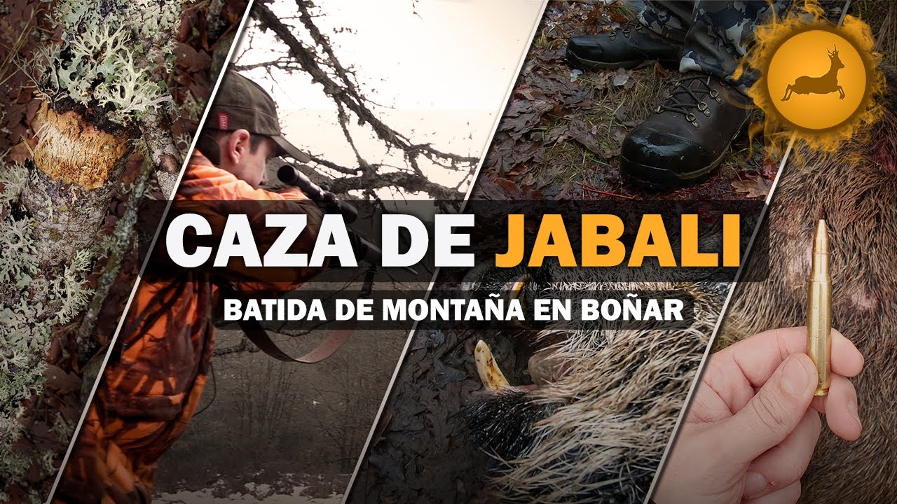 𝗕𝗔𝗧𝗜𝗗𝗔 de 𝗝𝗔𝗕𝗔𝗟𝗜 en LE&Oacute;N (Bo&ntilde;ar) por Cinegetics