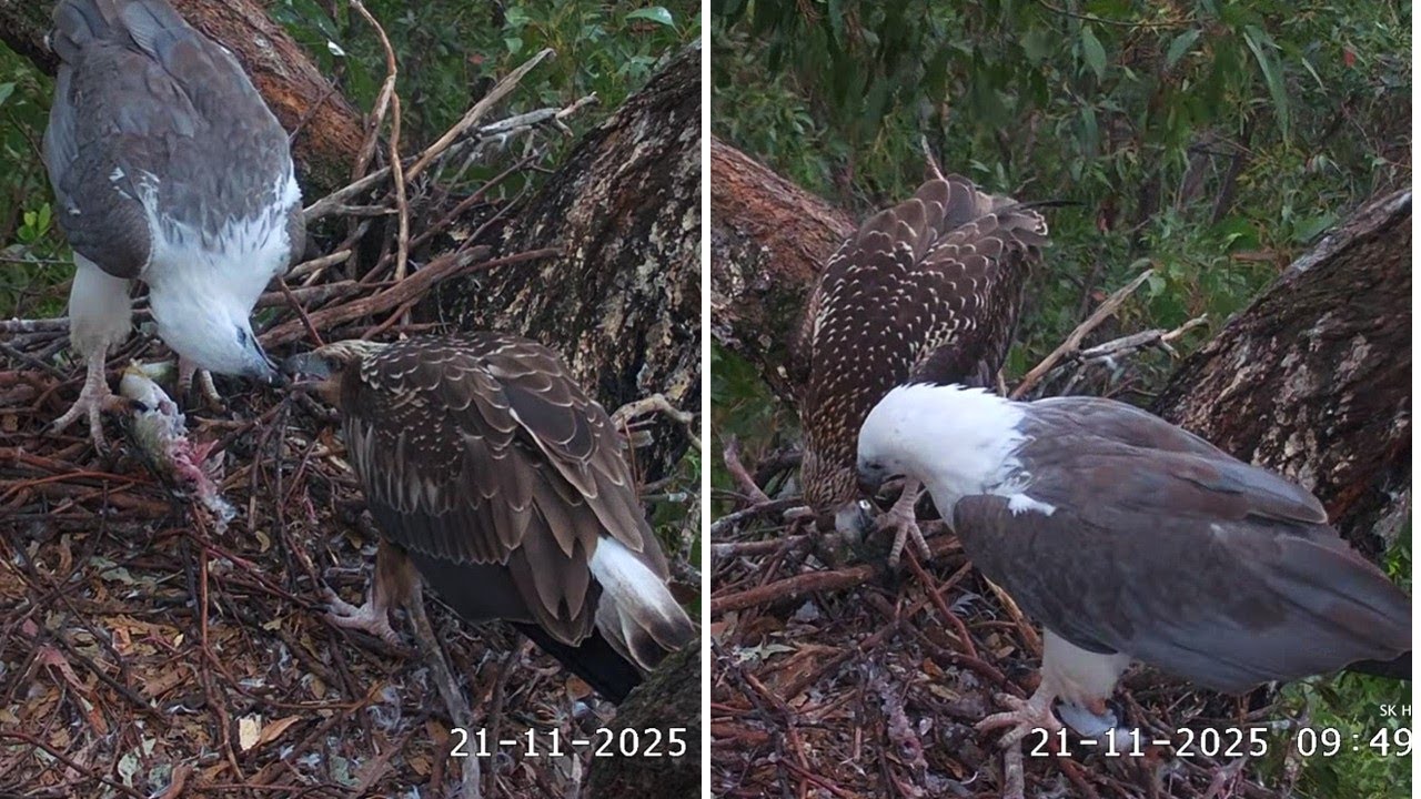 Sydney WB Sea Eagles🦅 SE35's Quandary❓ Self-Feeding or Being Fed🤔 Tricky Fish Skin/Bones🦈2025 Nov 21