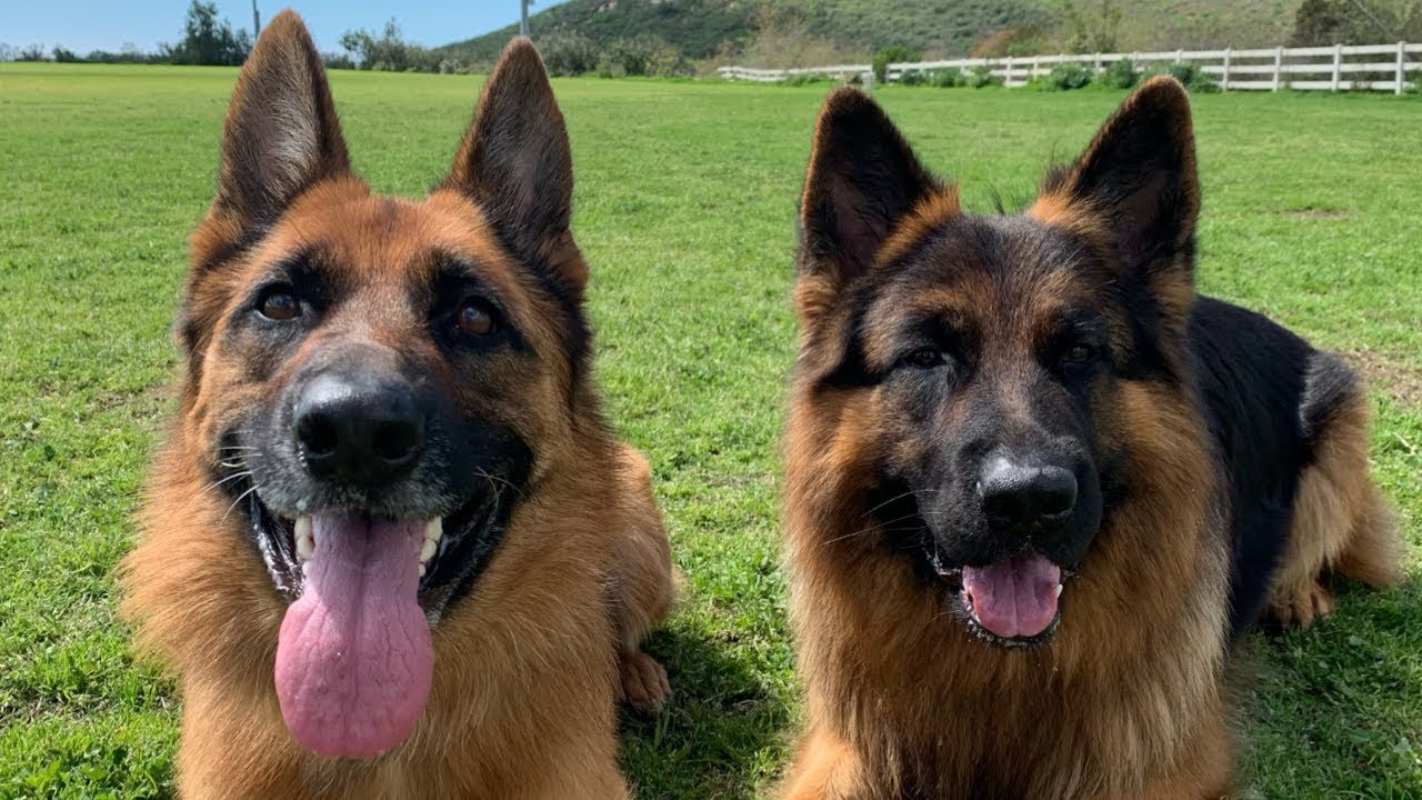 The Diary of German Shepherds | 1
