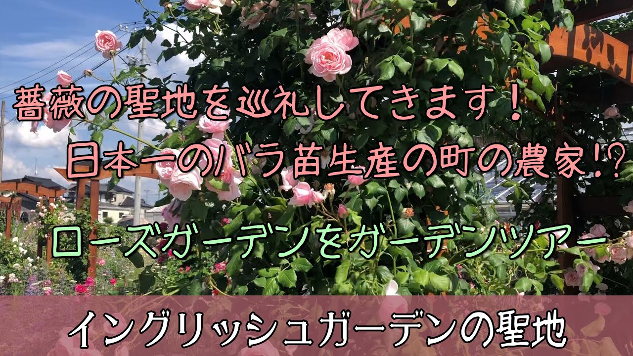 【ガーデニング】薔薇の聖地を巡礼してきます！日本一のバラ苗生産の町の農家。河本バラ園さんのローズガーデンをガーデンツアー。【園芸】【荒れ果てたイングリッシュガーデン】
