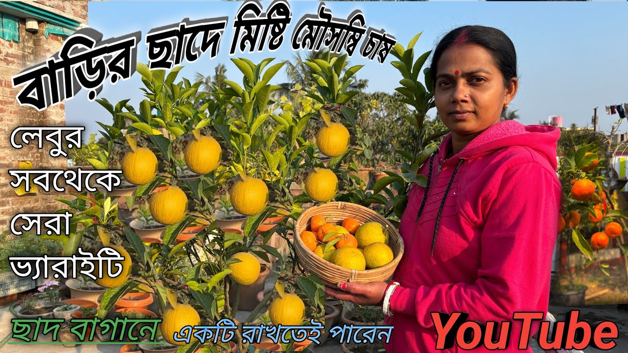 মিষ্টি মোসাম্বি সাইজ দেখুন আমার ছাদ বাগানে || আপনার  ছাদে একটি রাখুন 