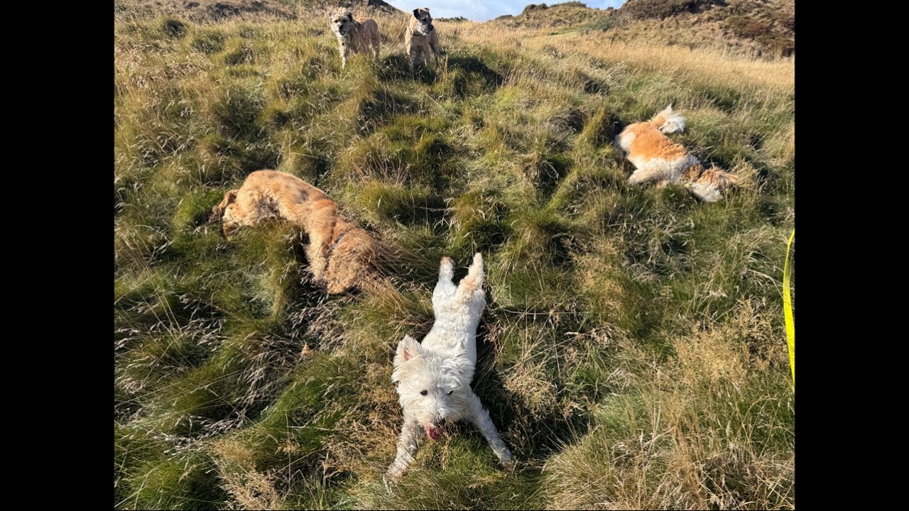 Пятница, 12 сентября | ПРЯМОЙ ЭФИР | Виртуальная прогулка с собакой | 8 Dogs 🐶 | Эдинбург 📍