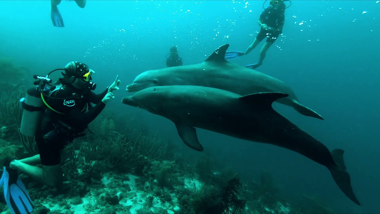 Dolphin Academy Cura&ccedil;ao