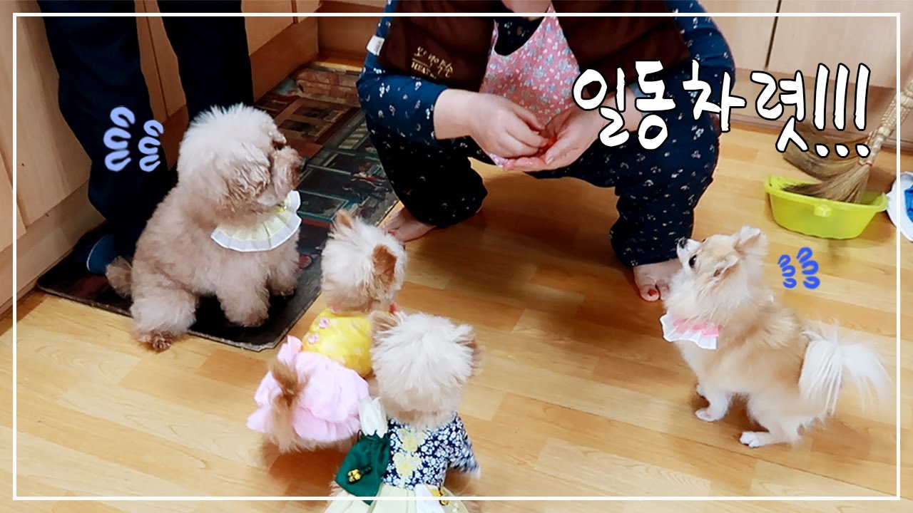 시댁에 강아지들을 데려갔더니..👀