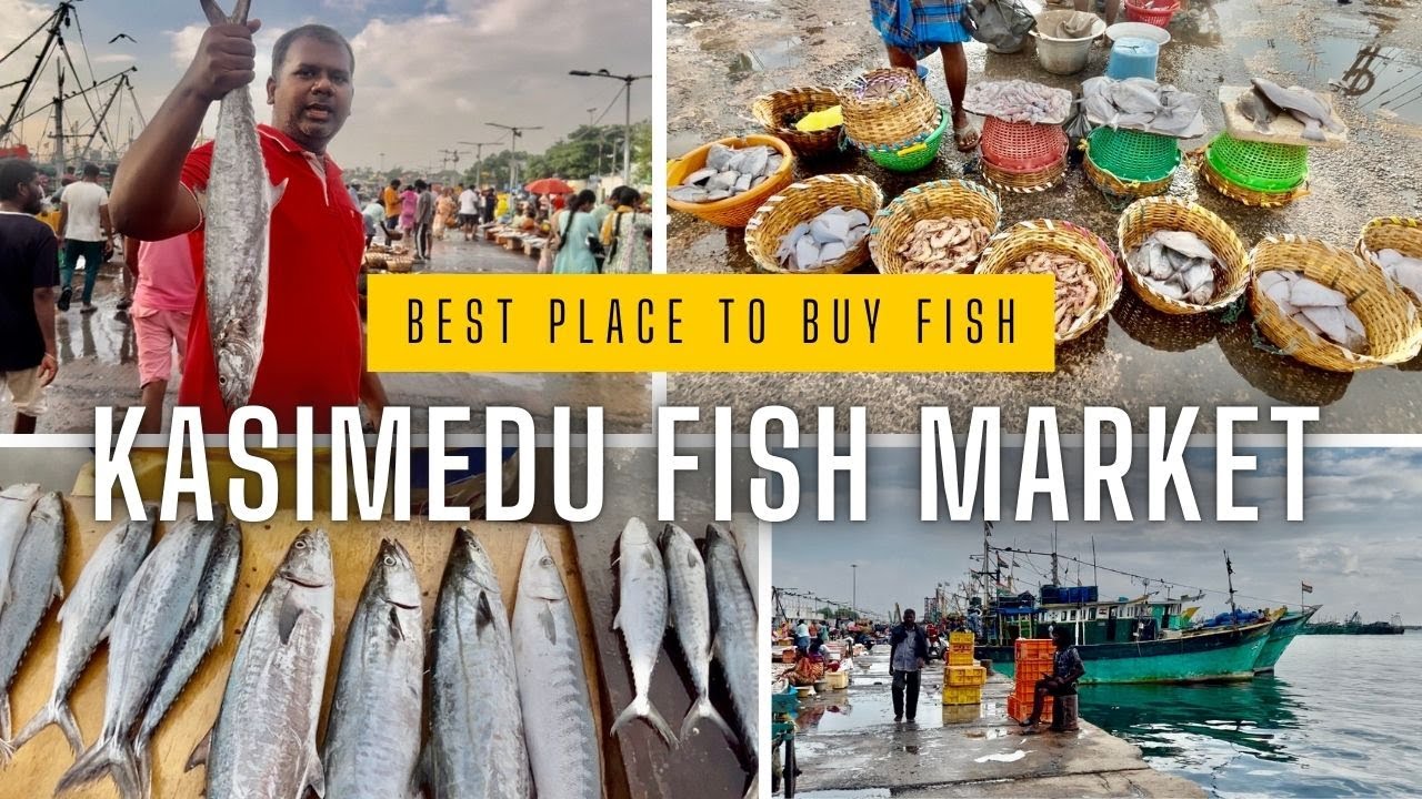 Kasimedu Fish Market | Fishing Harbour | Best place to buy fish