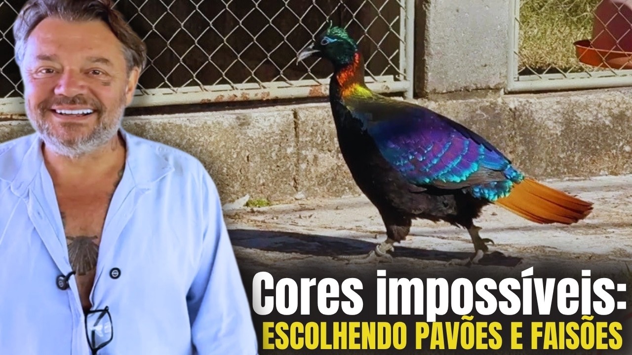 FAIS&Otilde;ES ARCO-&Iacute;RIS, CORES IMPOSS&Iacute;VEIS: RARIDADE ENCONTRADA NO VALE DAS AVES! 🦚🤯