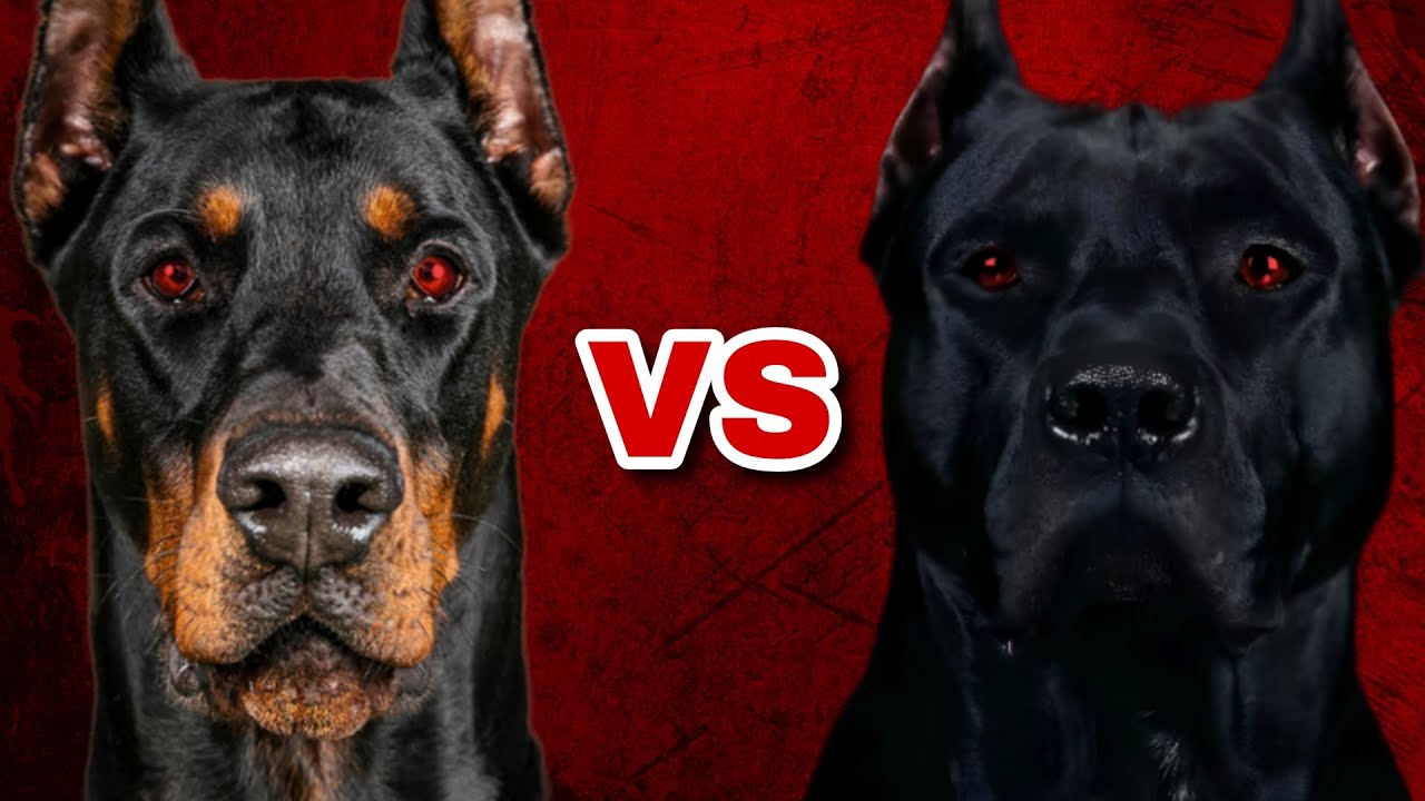 Breed Showdown: Cane Corso VS Doberman