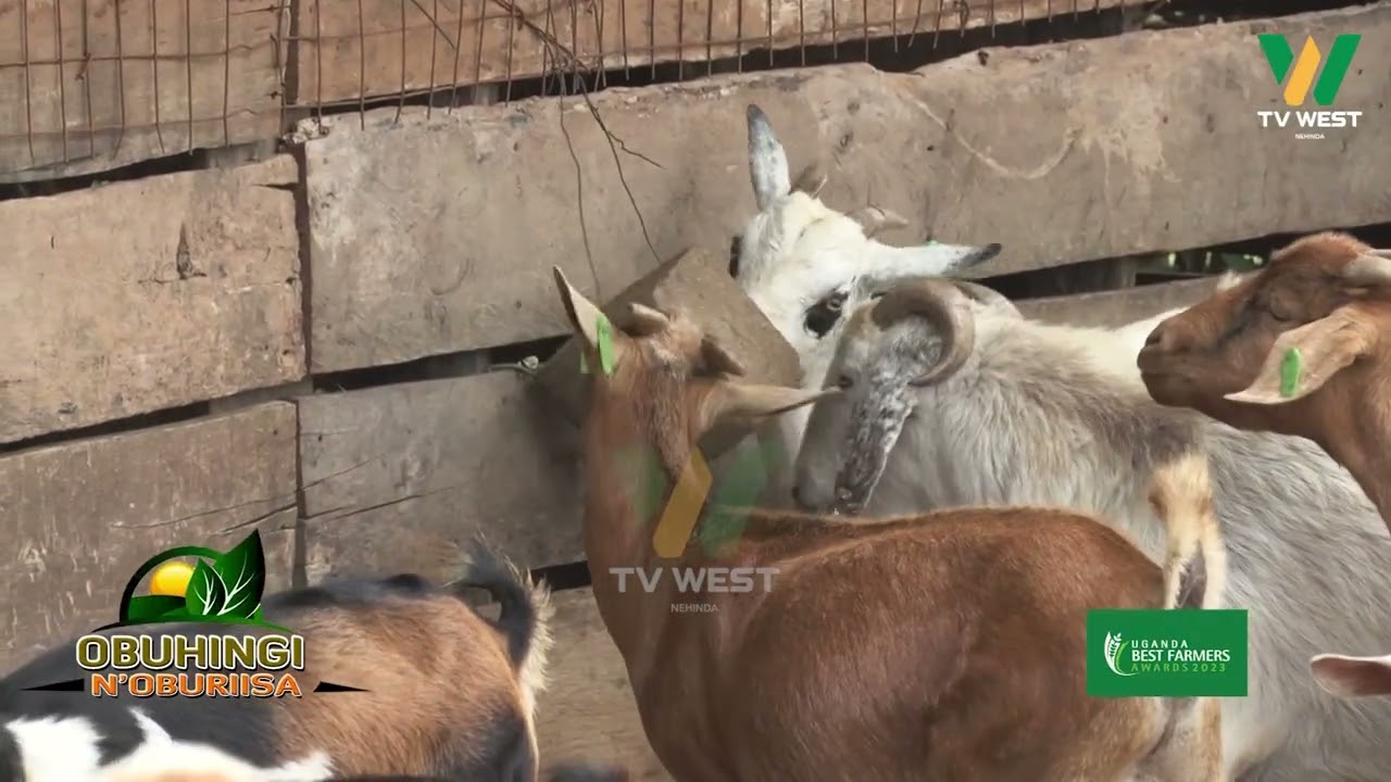 Obuhingi N'oburiisa: Harriet Katushabe, owa Elite Farmers omuri Rushenyi Ntungamo