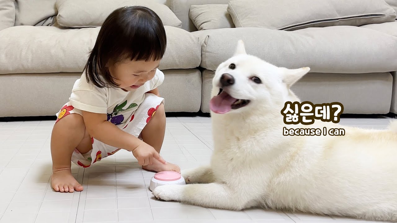 화내면서 말대꾸 하는 강아지 ㅋㅋㅋ