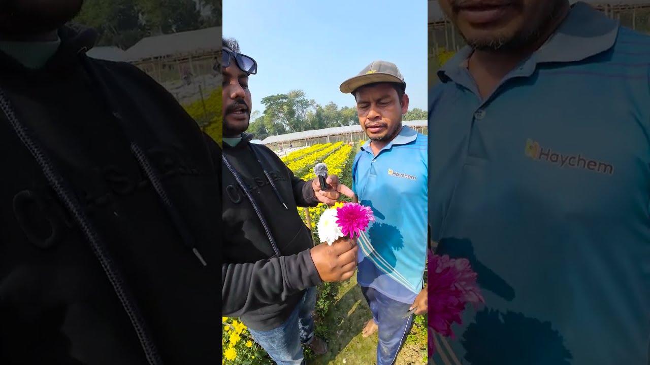 চুয়াডাঙ্গায় এমন ফুলের বাগান আগে দেখেননি! 😍 | Viral Flower Garden