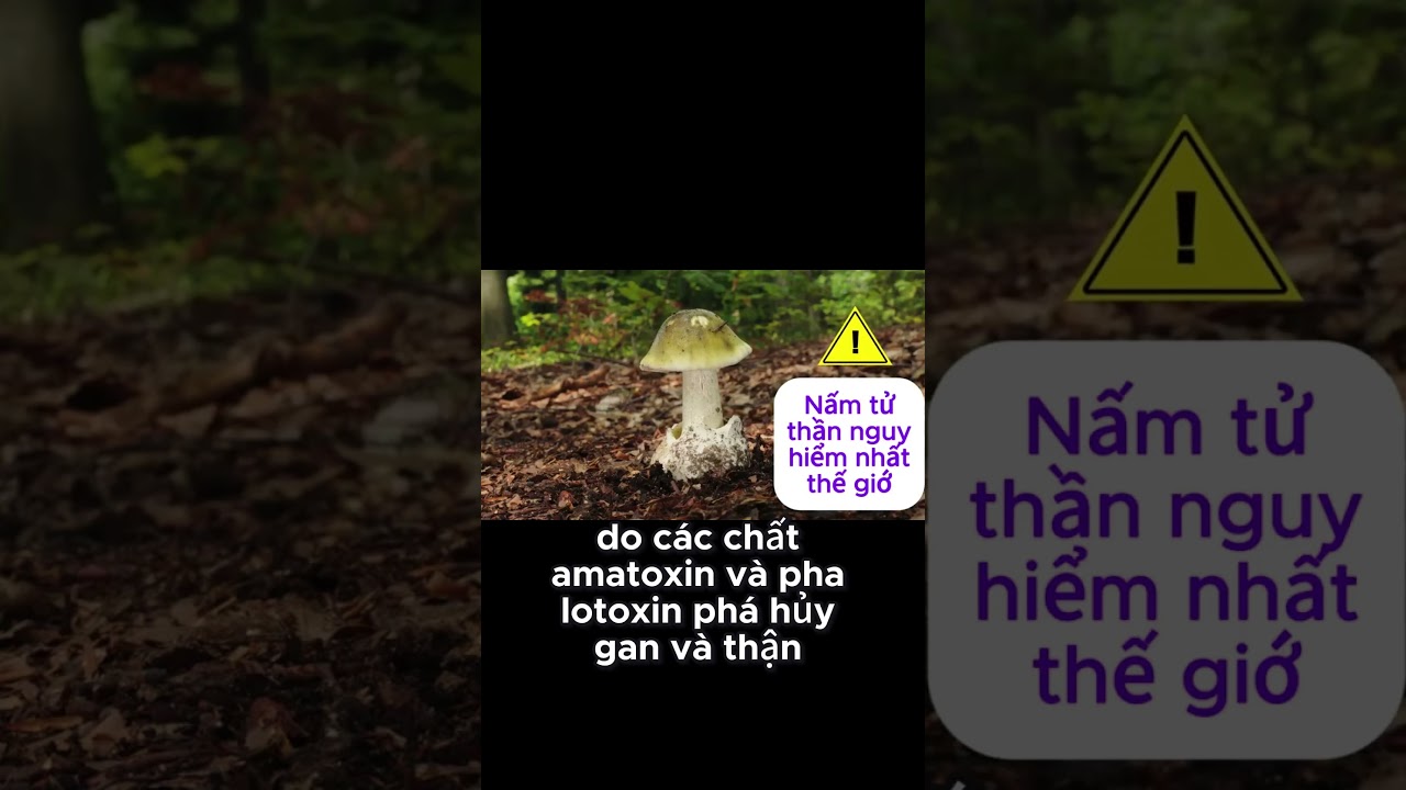 Nấm Tử Thần Xanh - Loại Nấm Độc Nổi Tiếng G&acirc;y chết người