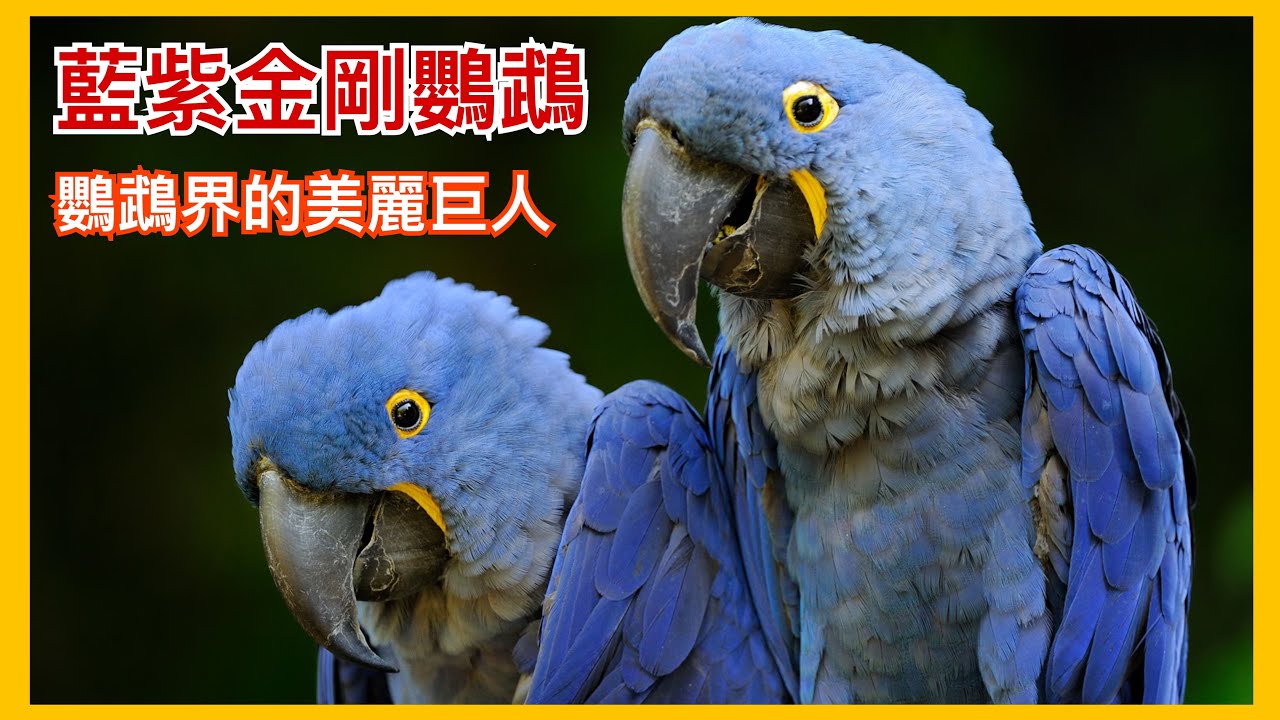 世界上最大的鸚鵡「藍紫金剛鸚鵡」！幼鳥要價兩萬美元的稀有物種？寵物性極佳、智商超高的一級保育類美麗巨人【太神奇了傑克】