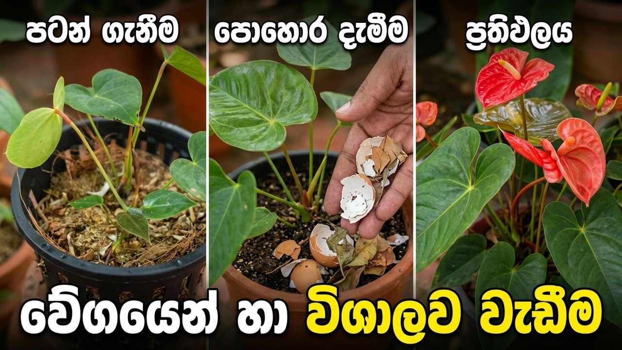 බලන් ඉද්දි චූටි ඇන්තුරියම් ලොකු වෙන රහස |how to grow anthurium fast |anthurium wagawa |anthurium