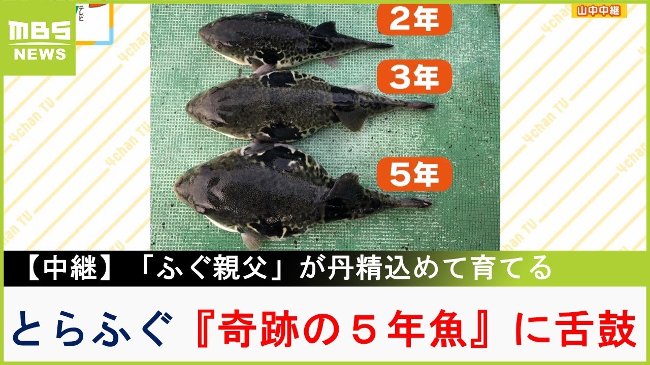 【中継】奇跡のとらふぐ「ふぐ親父」が育てる養殖期間５年の高級魚...見た目も味も全然違う　船上でフルコースに舌鼓（2023年11月9日）