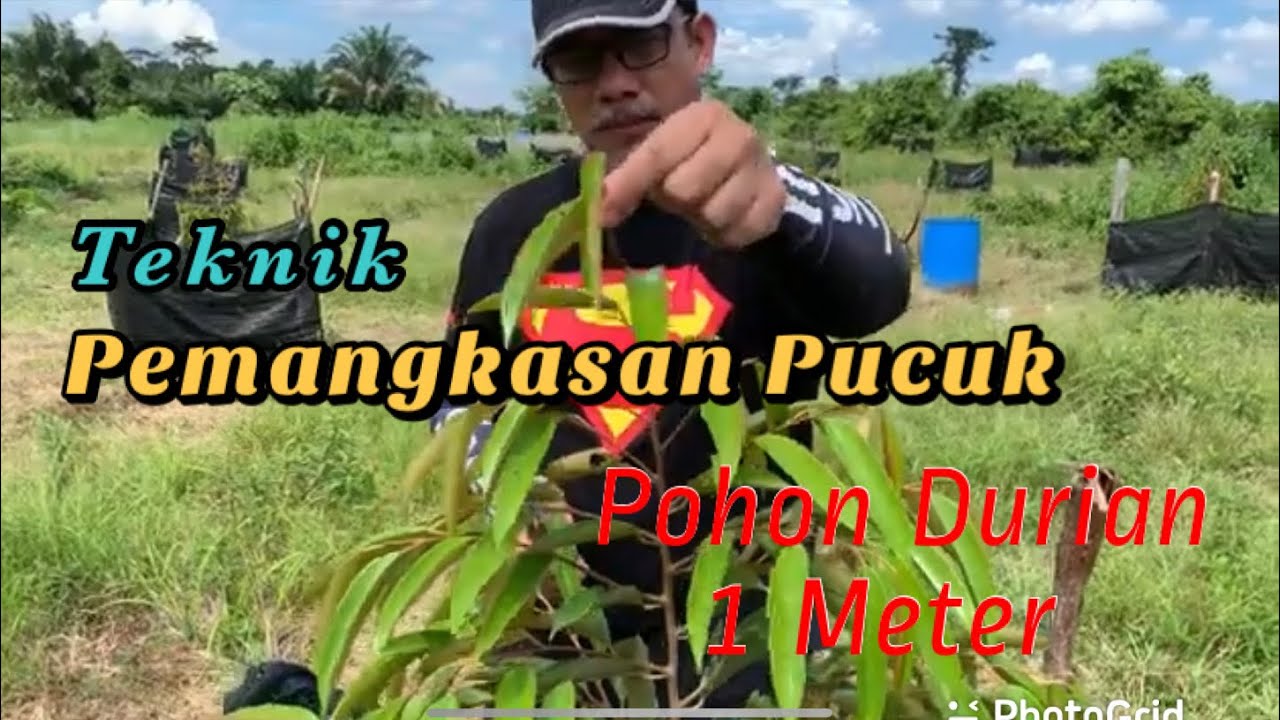 Jangan Lakukan PEMANGKASAN PUCUK (Top Pruning & Shoots Control) Sebelum Menonton Video Ini..,