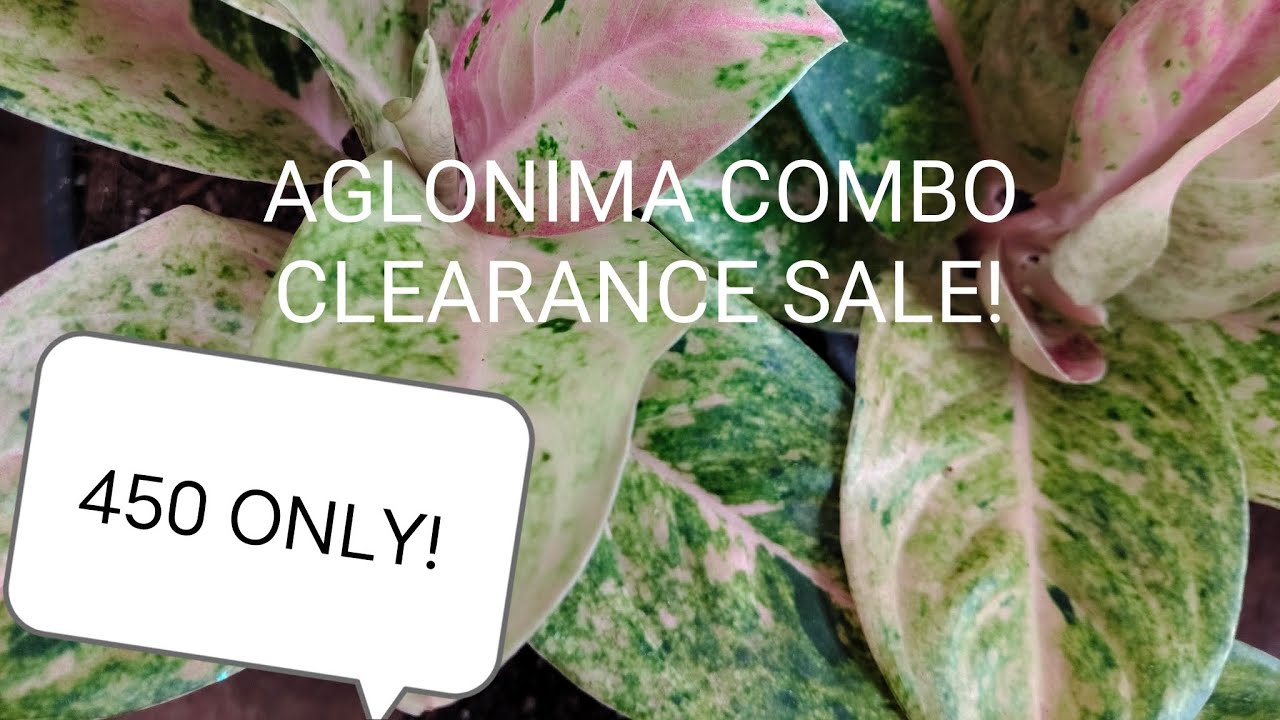 AGLONIMA Combo Clearance sale video! Only 450n | Suja's Diary |