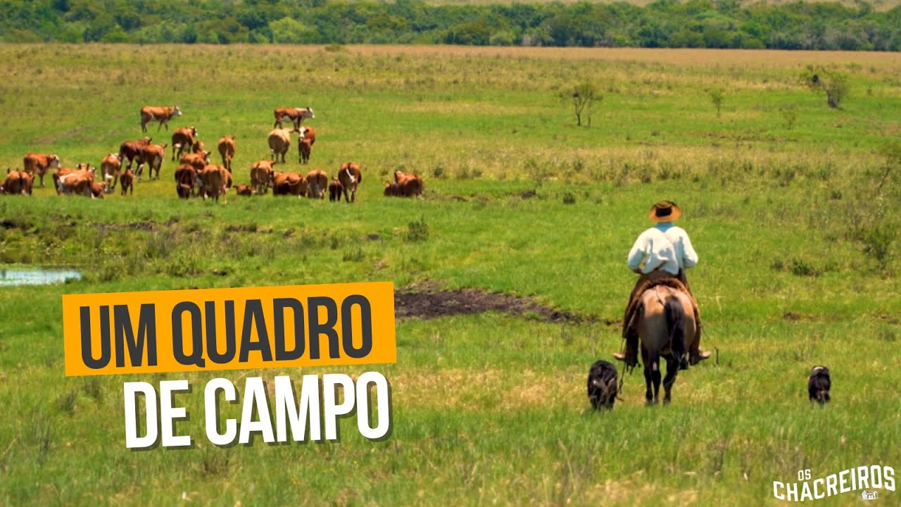 Um Quadro de Campo || OS CHACREIROS