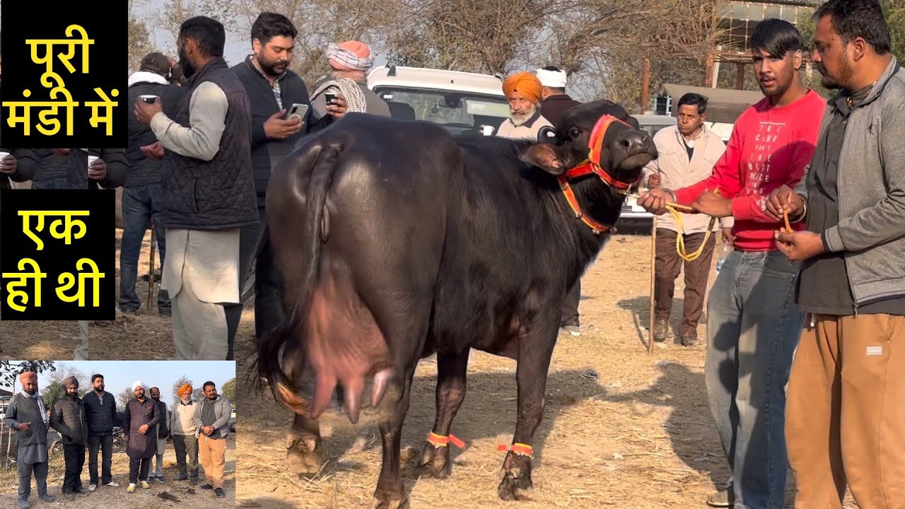 हज़ारों गाय भैंसों में एक ही थी 🫢सुपर से भी ऊपर ॥ पशु मंडी डबवाली 