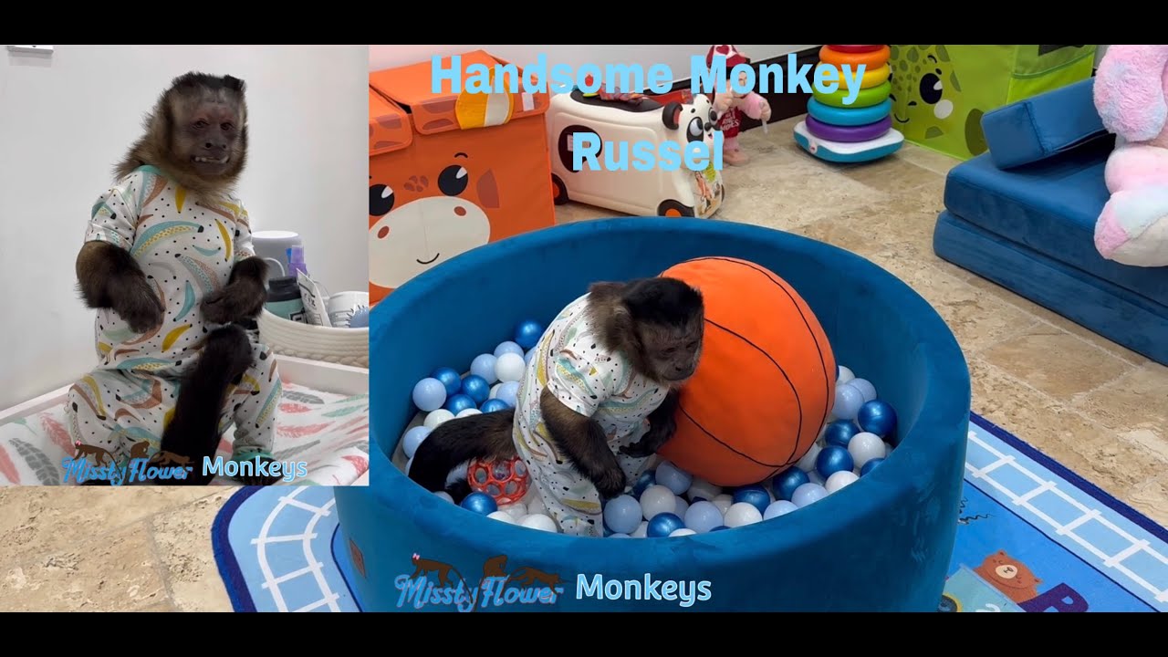 Monkey Russel all alone in the playroom 🤭😍♥️