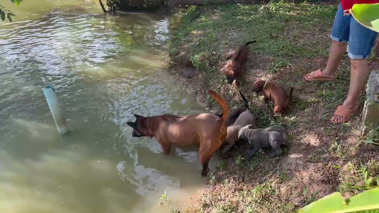 insearchifTheThaiRidgeback@OMKO-THAI-RIDGEBACK-4K: PUPS HEAD TO THE POND (PART ONE )